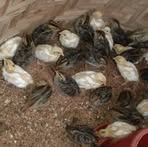 Japani Koel Agro - Facebook Profile Picture of Japani Koel Agro (@Japani-Koel-Agro) on Facebook