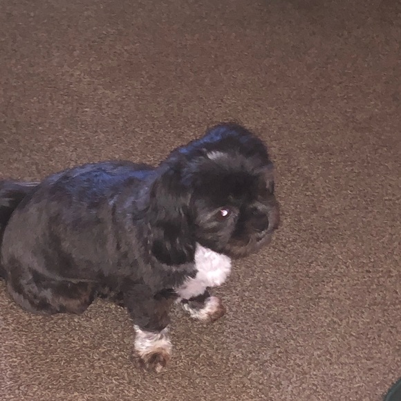 Profile Picture of Vannissa Zinn (@godisgood03) on Poshmark