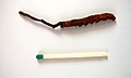 Profile Photo of Ophiocordyceps sinensison Wikipedia