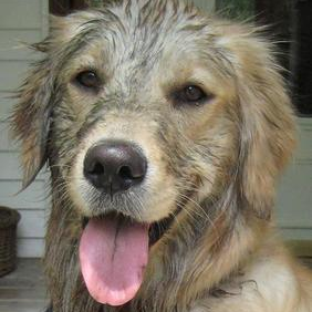 Profile Picture of Dave Stitch (@WhoNeedsEm) on Twitter