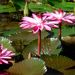 Profile Picture of Nick Fournier (@floranix) on Pinterest