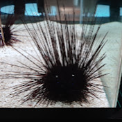 Profile Picture of Robin Hong (@robinhong4177) on Youtube