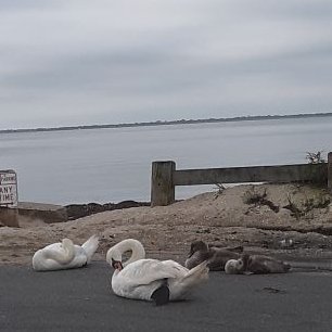 Profile Picture of Michael Miele (@MichaelMiele15) on Twitter