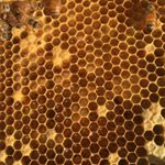 Profile Picture of Haylee Horton (manager) (@forever_blue_farms_honey) on Instagram