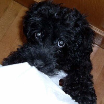 Profile Picture of Zhiyuan Zhang (@Zhiyuan_SPG) on Twitter