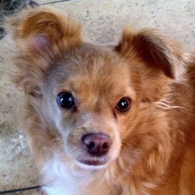 Profile Picture of Michael V Cetta (@drcetta) on Twitter