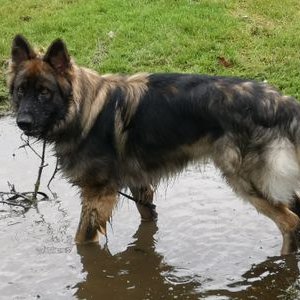 Steve Sheard - Twitter Profile Picture of Steve Sheard (@SteveSheard10) on Twitter