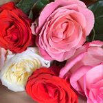 Profile Picture of Jodi Wintz-Rose (@jodiroseballet) on Instagram