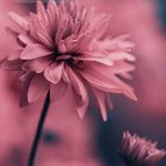 Profile Picture of Ruby (@aguilera._ruby) on Instagram