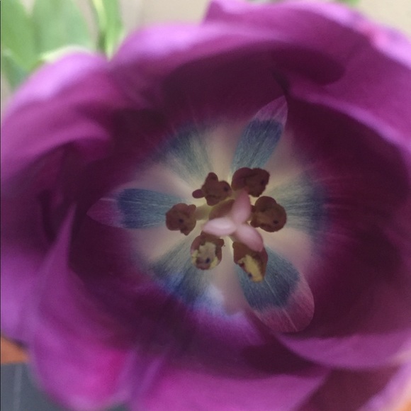 Profile Picture of Ladan Brabo (@lbchoice) on Poshmark