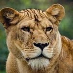 Profile Picture of Libby Arthur (@libby.arthur) on Instagram