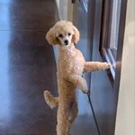 Profile Picture of Zoe Clayton-Racette (@zozo.toypoodleextraordinaire) on Instagram