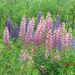 Profile Picture of Maureen Timmins (@coco1951) on Pinterest