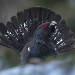 Profile Picture of Munteanu Mark (@wildmaramures) on Instagram