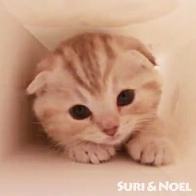 Violet Nelson - Twitter Profile Picture of Violet Nelson (@thegreatchoco) on Twitter