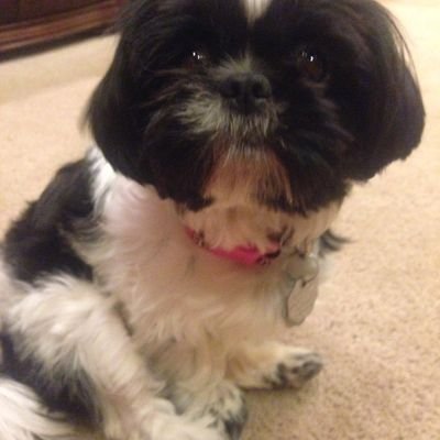 Profile Picture of Macy Peters (@macydance247) on Twitter