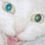 Profile Picture of Kim Bowman (@photos by kish) on Flickr