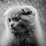 Profile Picture of Pishool&Pishing | اسکاتیش فولد (@pishool.and.pishing) on Instagram