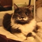 Profile Picture of Justin Garfield (@justingarfield1) on Instagram