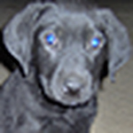 Profile Picture of David Pearce (@nightflier240) on Flickr