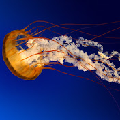 Profile Picture of Seth Abbey (@sethabbey8235) on Youtube