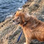 Profile Picture of Ian/Sue (@beanerosmond) on Instagram