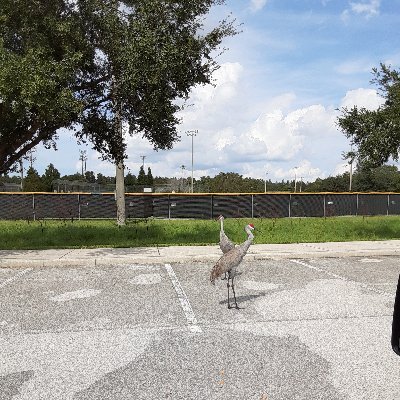 Profile Picture of Nicholas Terranova (@NicholasTerra12) on Twitter