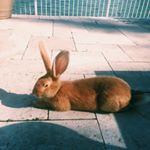 Profile Picture of Forrest The Flemish Giant💛 (@forrestgumplampe) on Instagram