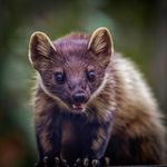 Profile Picture of Joe Burdett Nature Photography (@joe.burdett) on Instagram
