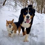 Profile Picture of Doctor Ood & Josephina Quinn (@corgimeetsberner) on Instagram