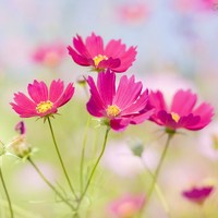 Profile Picture of Paula Cunha (@paula-cunha-8) on Quora