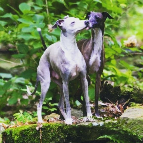 Profile Picture of Kim Frennier (@infinitiig) on Poshmark