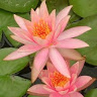 Yim Ling Tam - Quora Profile Picture of Yim Ling Tam (@yim-ling-tam) on Quora