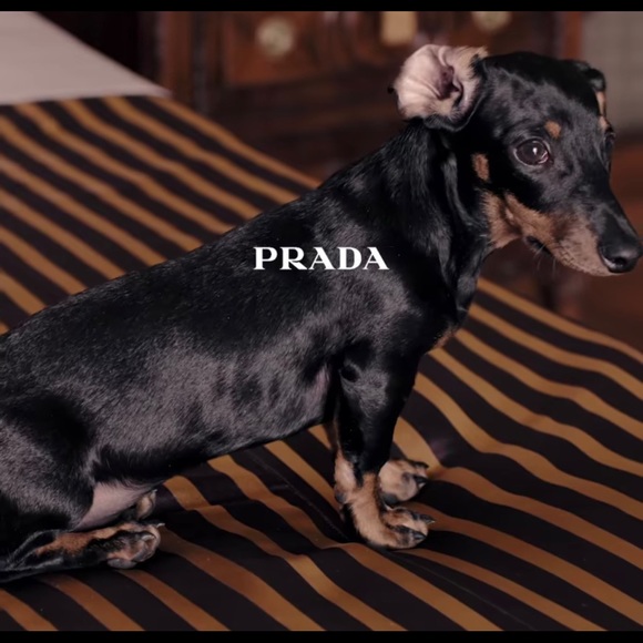 Profile Picture of Michael Jassal (@michaelsdj) on Poshmark