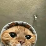 Profile Picture of Tabby Shanez (@Tabby-Shanez) on Facebook