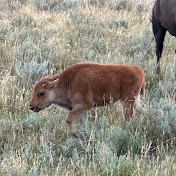 Profile Picture of Iris Xu (@irisxu9572) on Youtube