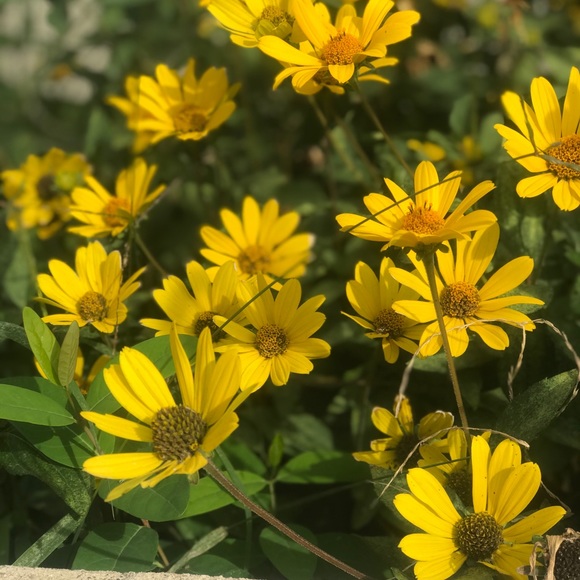 Profile Picture of Aurelia Brillianti (@abrillianti0510) on Poshmark