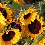 Profile Picture of Lisa Anderson-Schreckendgust (@lisa.schreckendgust) on Instagram