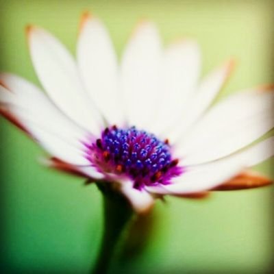 Profile Picture of Shelley Mcdougal 🦉🌷🌹👼 (@ShelleyMcdouga3) on Twitter