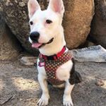 Profile Picture of Eileen Wong (@hollythepittacorgi) on Instagram