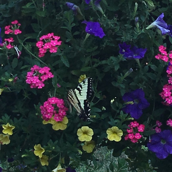 Profile Picture of Simone Guiseppi (@royalsimm) on Poshmark