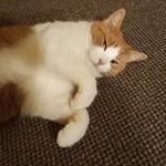 Profile Picture of Brian Boyse (@briancboyse) on Instagram