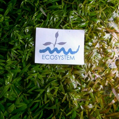 Profile Picture of Hans Abraham (@hanssumolang) on Twitter