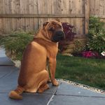 Profile Picture of Jackson Sharpei (@jackson.sharpei) on Instagram