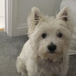 Profile Picture of Stephen Paynter (@payntes) on Instagram