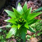 Profile Picture of Lily of the Valley (@jeter_des_fleurs) on Instagram