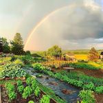 Profile Picture of John Michael Proto (@marigold_moon_farm) on Instagram