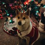 Profile Picture of Scarlet Avery Goldberg🐾 (@scarlettheshiba) on Instagram