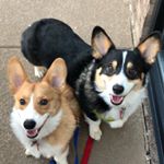 Profile Picture of Duncan💙 Watson💚 (@duncanwatsoncorgis) on Instagram