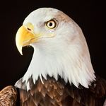 Profile Picture of David Chaloupka (@davidchaloupka) on Instagram